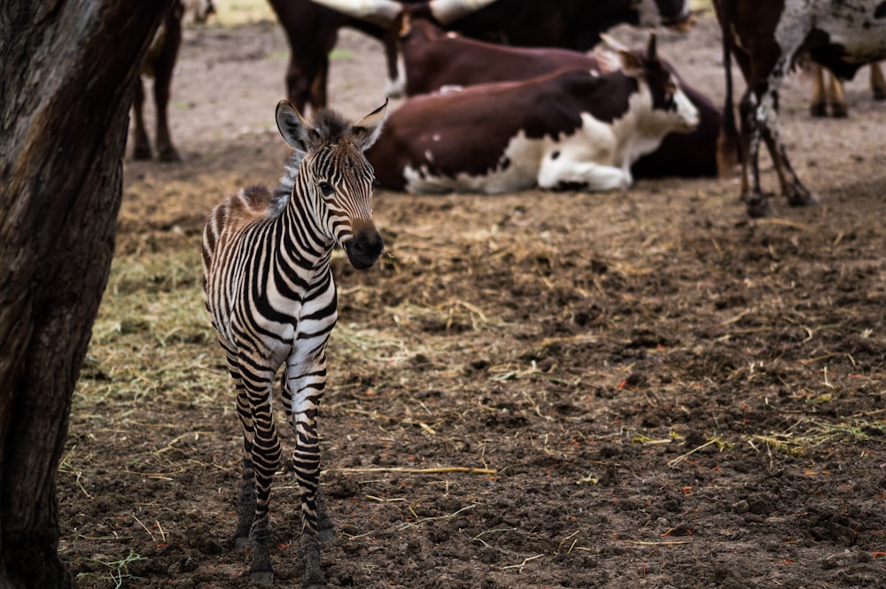 zebra standing besides brown tree trunk