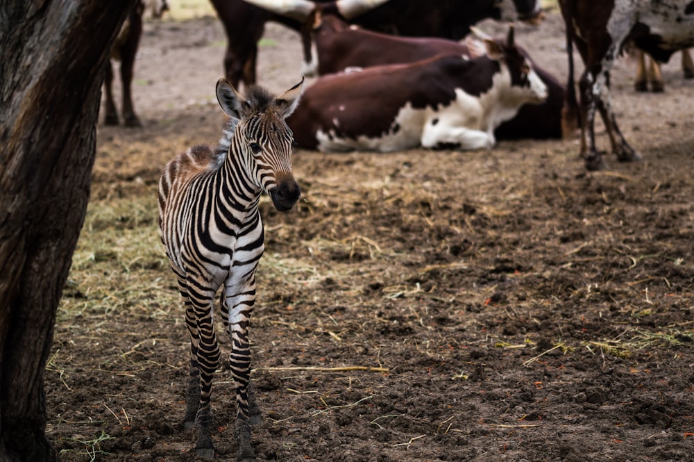 Zebra steht neben braunem Baumstamm