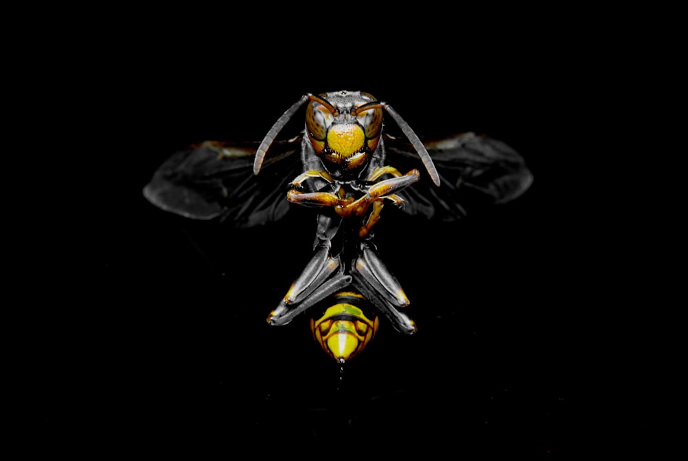 shallow focus photo of a hornet