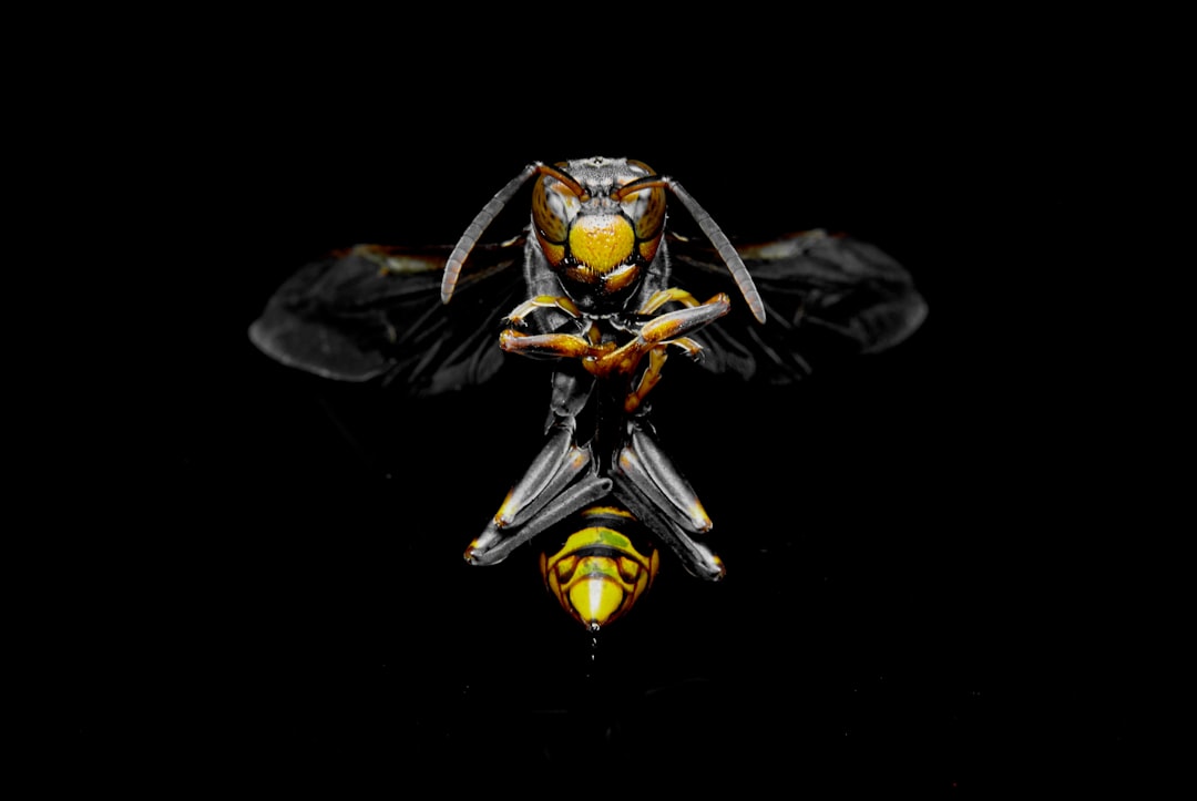 shallow focus photo of a hornet