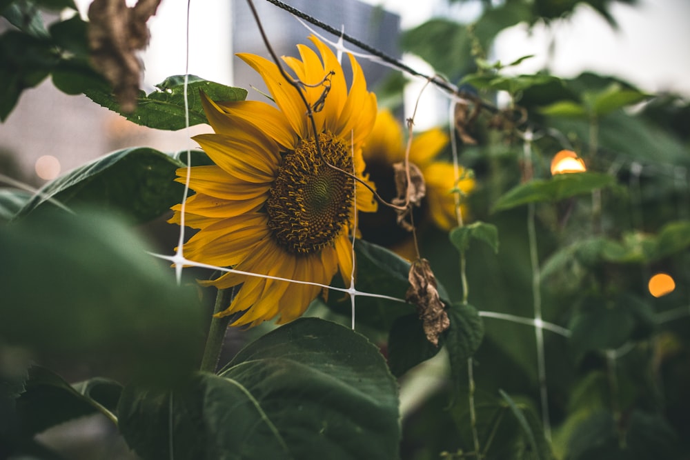 sunflower shallow focus photography