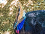 A close-up of a vibrant cassowary walking quietly through the undergrowth.