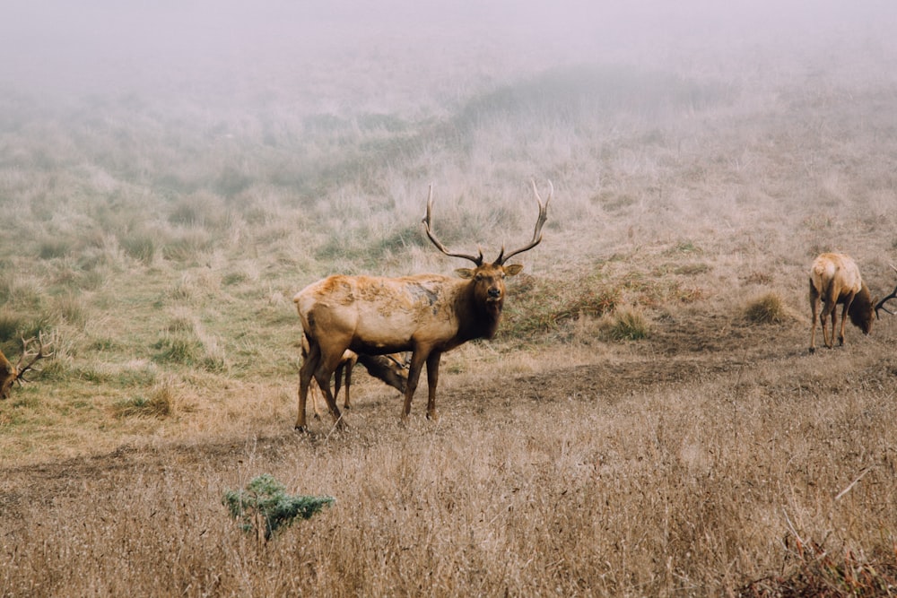 brown buck