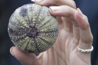 A hand delicately holds a sea urchin shell, which features varying shades of purple and white with a textured, dotted pattern across its surface.