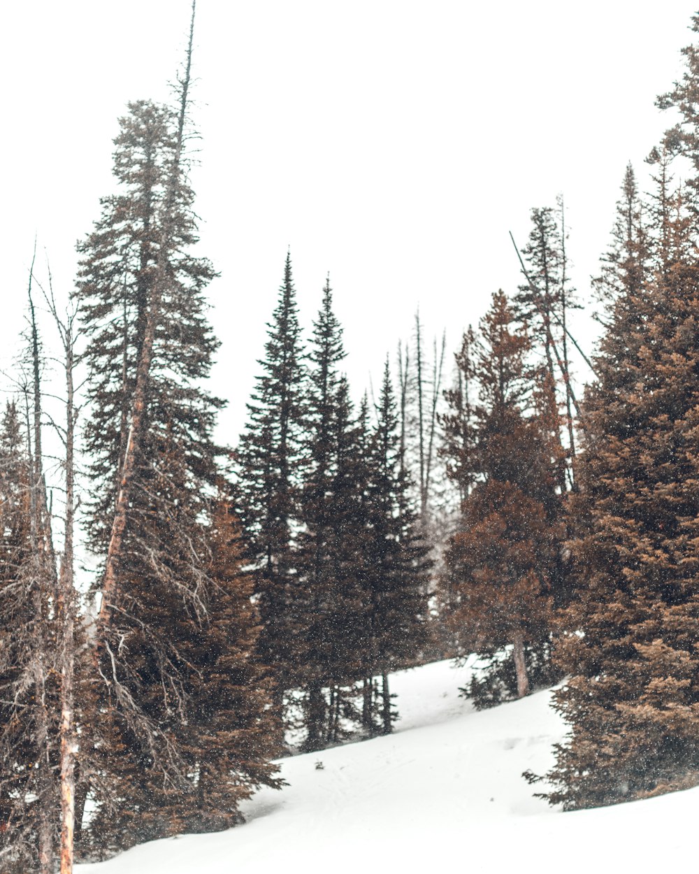 green and brown leaf trees under white cloudy sky during daytime photo