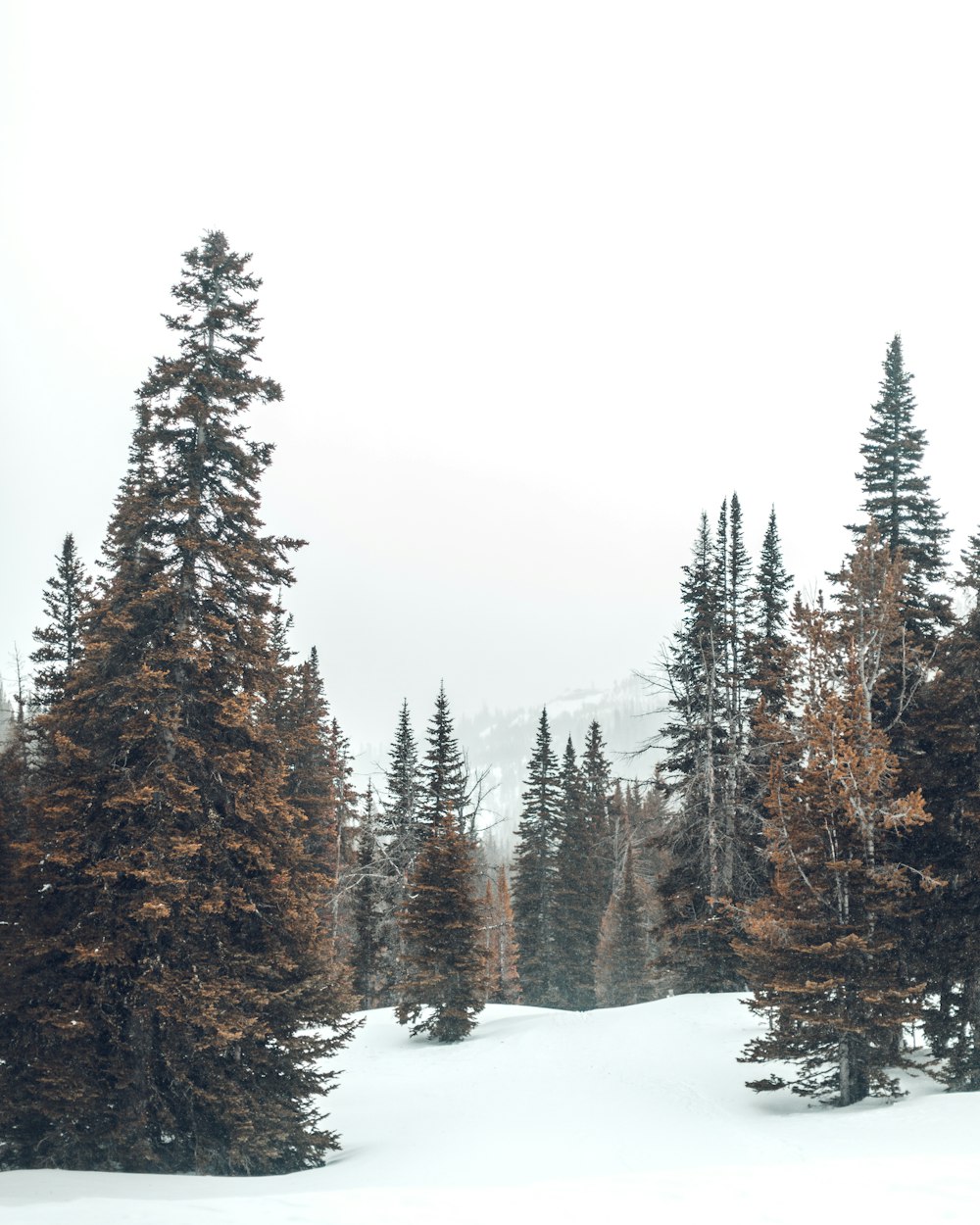 trees under gray sky