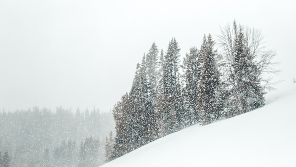 árvore coberta de neve durante o dia