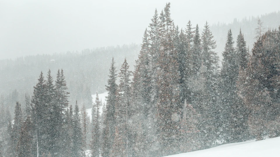 The image depicts a serene winter landscape with snow-covered trees and a snowy hillside. The scene is dominated by tall, dark green coniferous trees that stand out against the white backdrop. The perspective of the photo is from below, looking up at the towering trees, creating a sense of grandeur and scale. The image does not contain any discernible text or human-made objects, and there are no other visible details apart from the snow-covered landscape.

The predominant colors in the image are white, gray, and green, reflecting the snowy environment and the dense foliage of the coniferous trees.