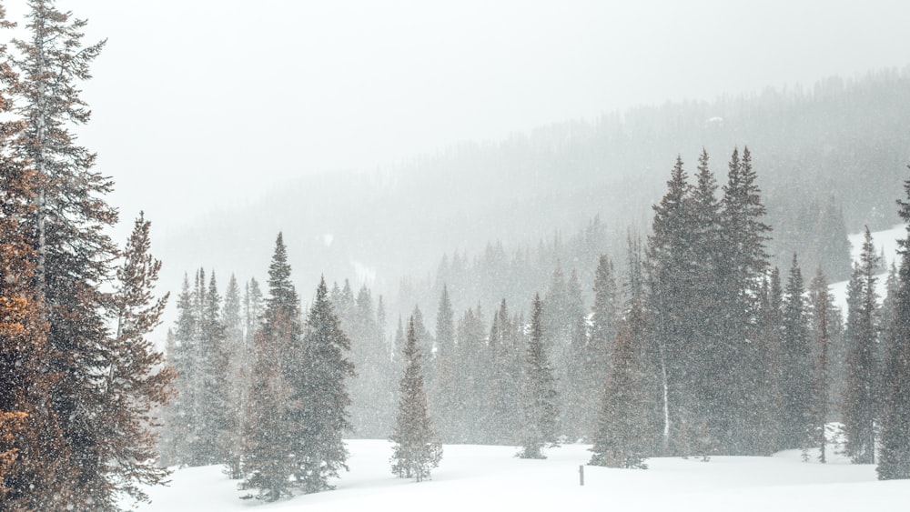 schneebedeckter Baum