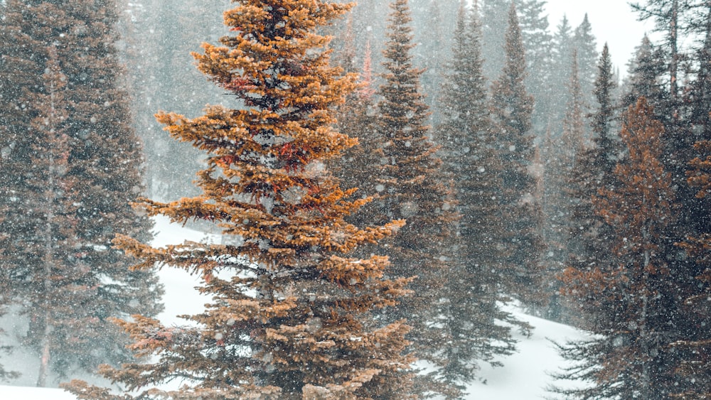 brown pine trees on snowy field during daytime