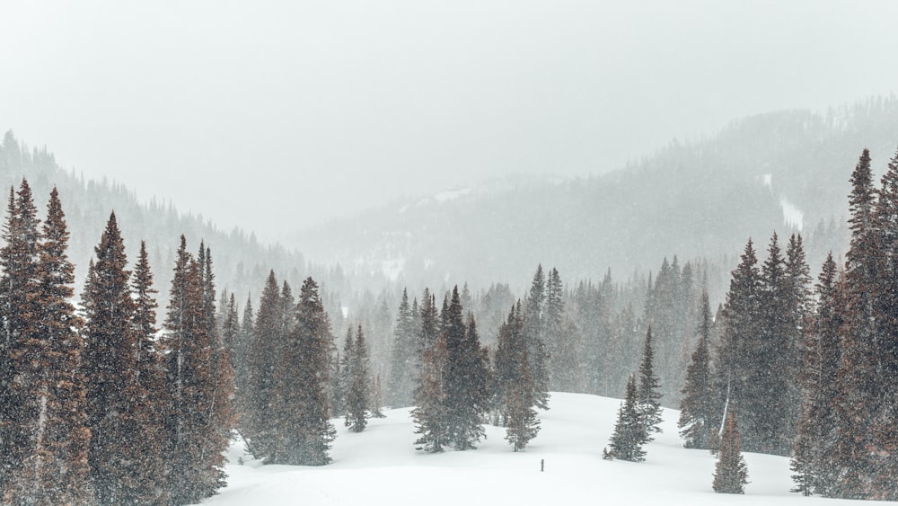 photo of brown pine tree under white sky at daytime