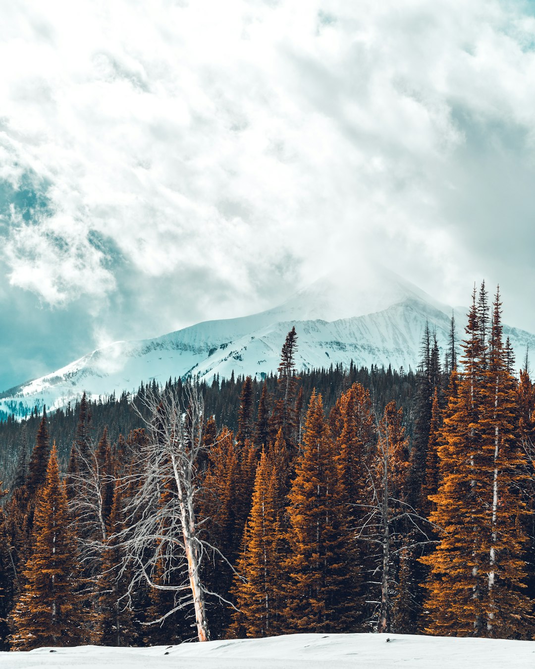 pine trees in front of snow-capped mountain