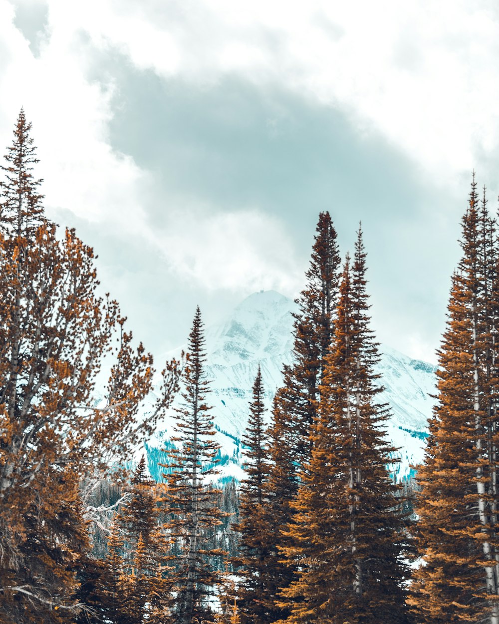 photo of pine tree near mountain under blue sky