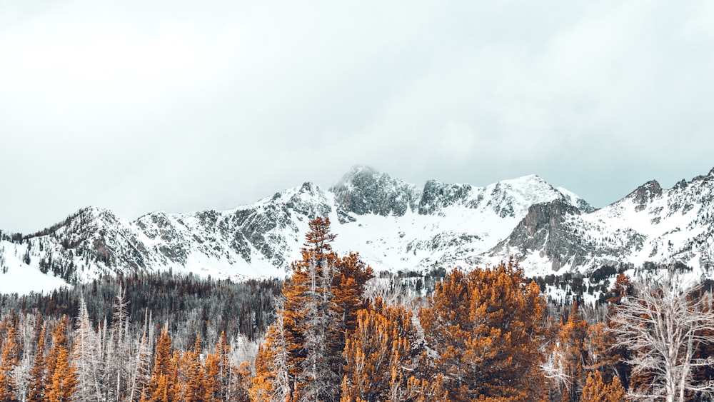 snow-covered mountain