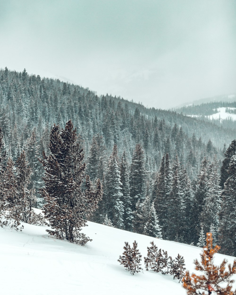 pine trees covered with snow