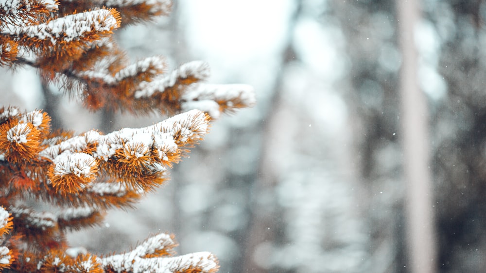 Fotografia de foco raso da árvore de queda coberta de neve