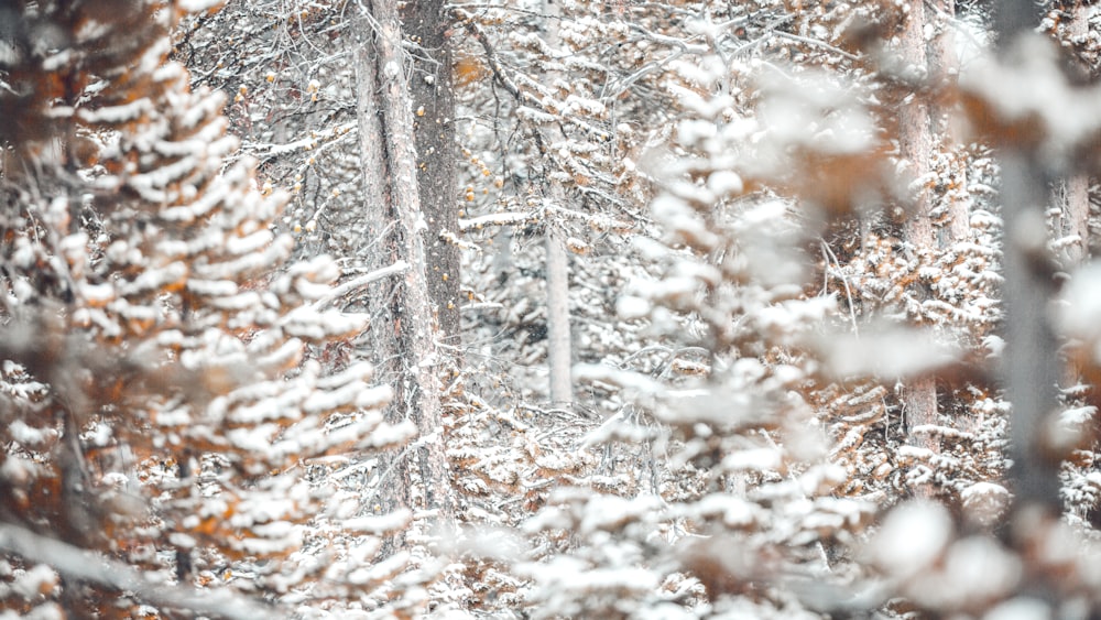 Selektive Fokusfotografie von schneebedeckten Bäumen bei Tag