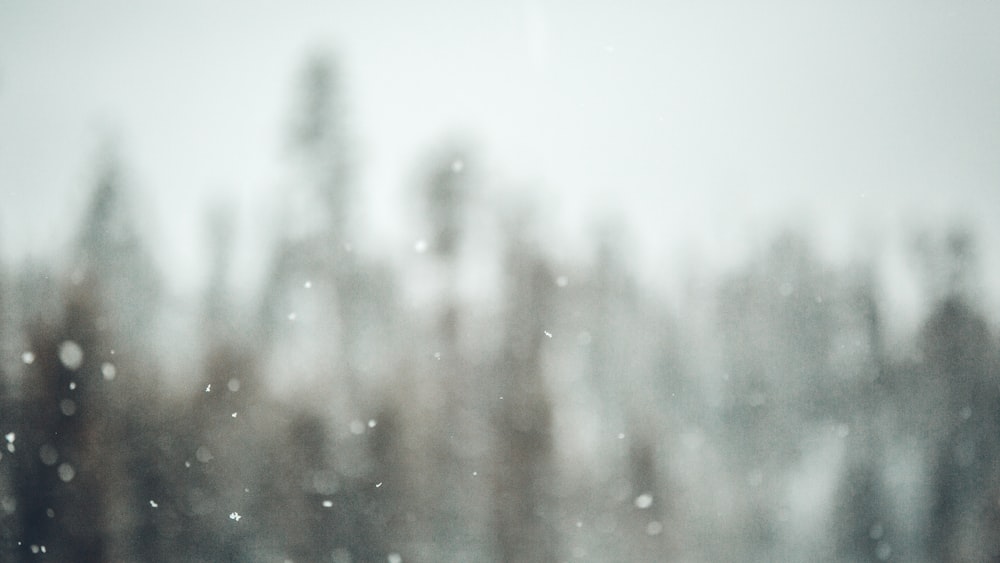 Una foto borrosa de árboles en la nieve