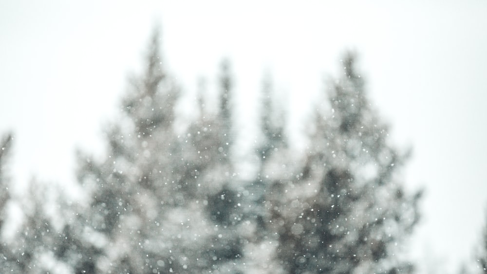 selective focus photo of trees