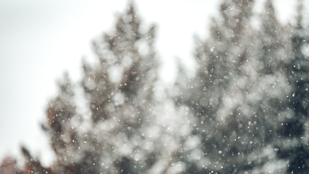 a blurry photo of a snow covered tree