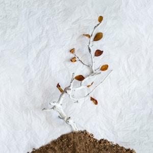 photo of brown leafed plant on soil