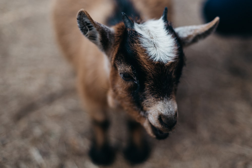 selective focus photography of brown and black goat kid