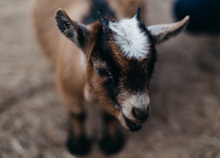 selective focus photography of brown and black goat kid