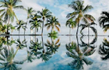 water reflection of coconut palm trees