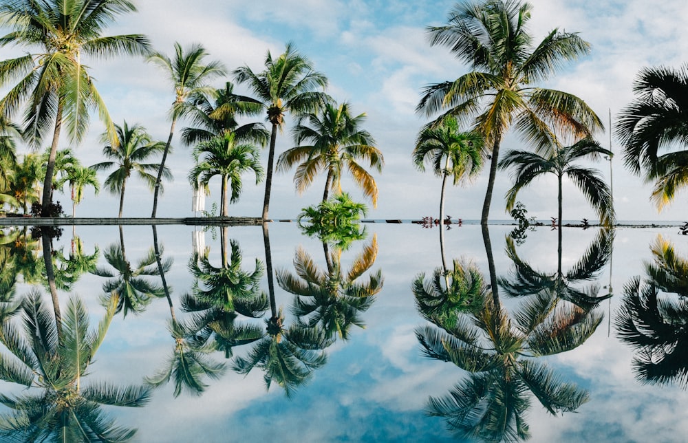 reflexão da água dos coqueiros