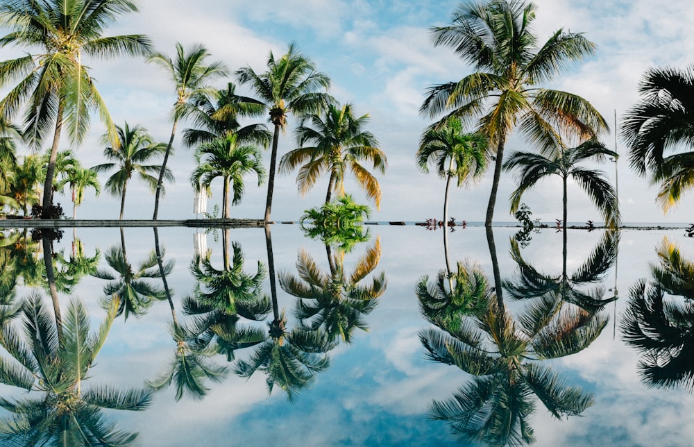 water reflection of coconut palm trees