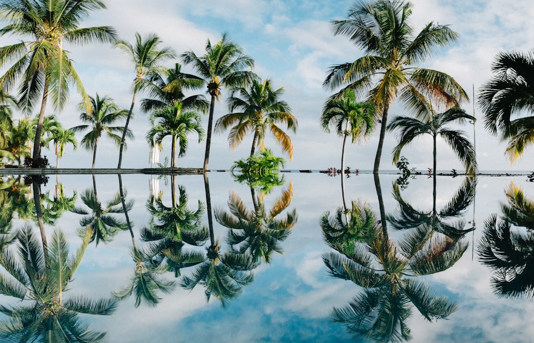 water reflection of coconut palm trees,