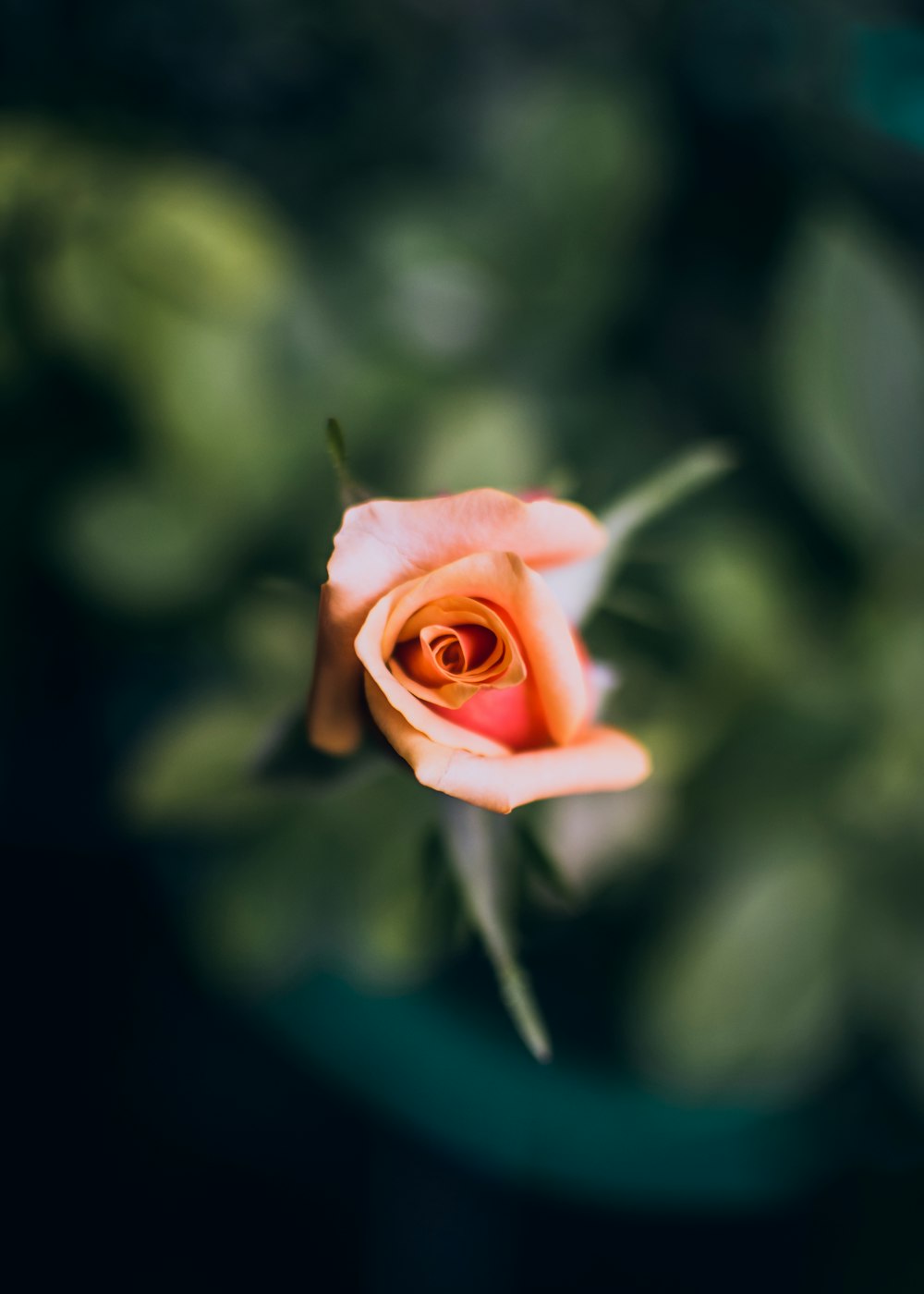 Fotografia de foco raso de rosa laranja
