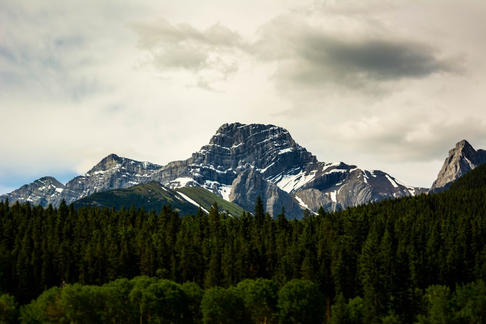 Hohe grüne Bäume und Berge unter weißem Himmel während des Tages