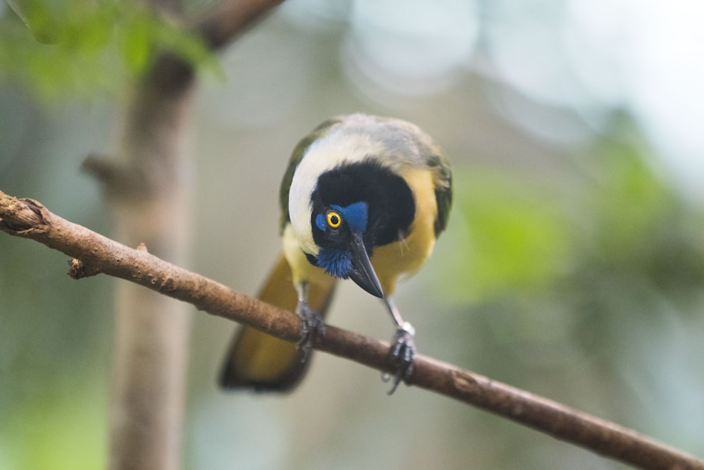 bird on tree branch