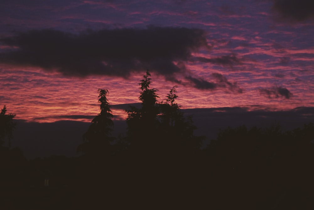 silhouette of trees during sunset