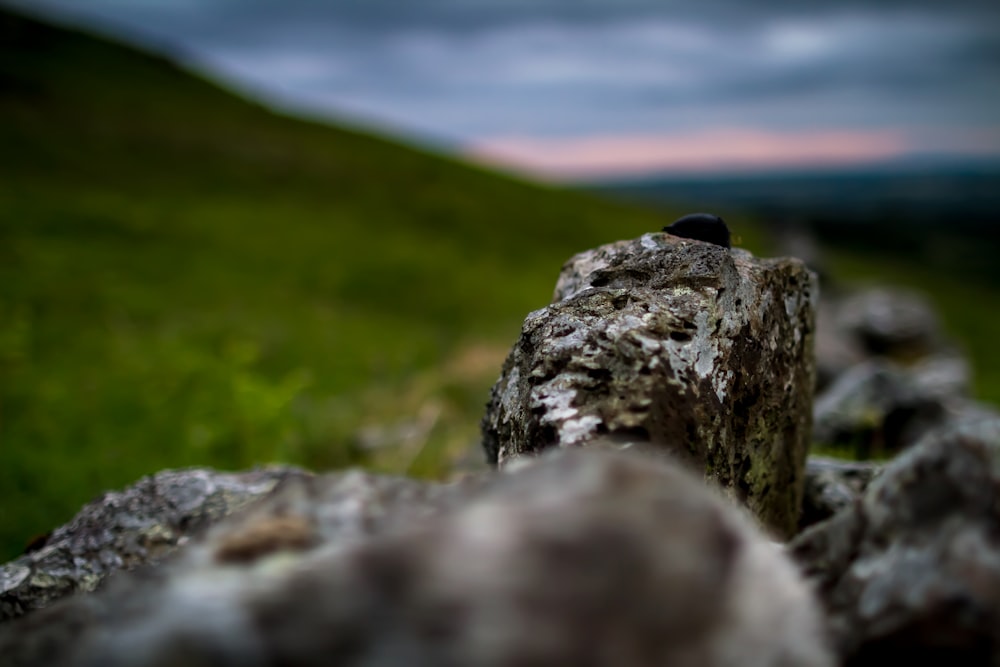 rock shallow focus photography