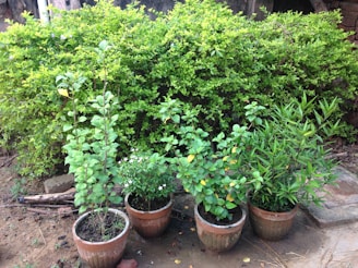 Several potted plants are arranged on the ground in front of a lush green hedge. The plants have a variety of leaves, some elongated and others bushy, and small flowers can be seen on one of them. The background consists of a dense green hedge, and there are bits of soil and bricks scattered on the ground.