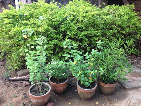 Several potted plants are arranged on the ground in front of a lush green hedge. The plants have a variety of leaves, some elongated and others bushy, and small flowers can be seen on one of them. The background consists of a dense green hedge, and there are bits of soil and bricks scattered on the ground.