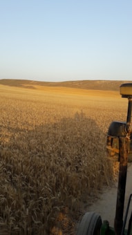 A vast golden wheat field stretches out toward a distant horizon under a clear blue sky. The top of a tractor is partially visible on the right side of the image, suggesting agricultural activity. Soft shadows and gentle sunlight create a serene rural atmosphere.