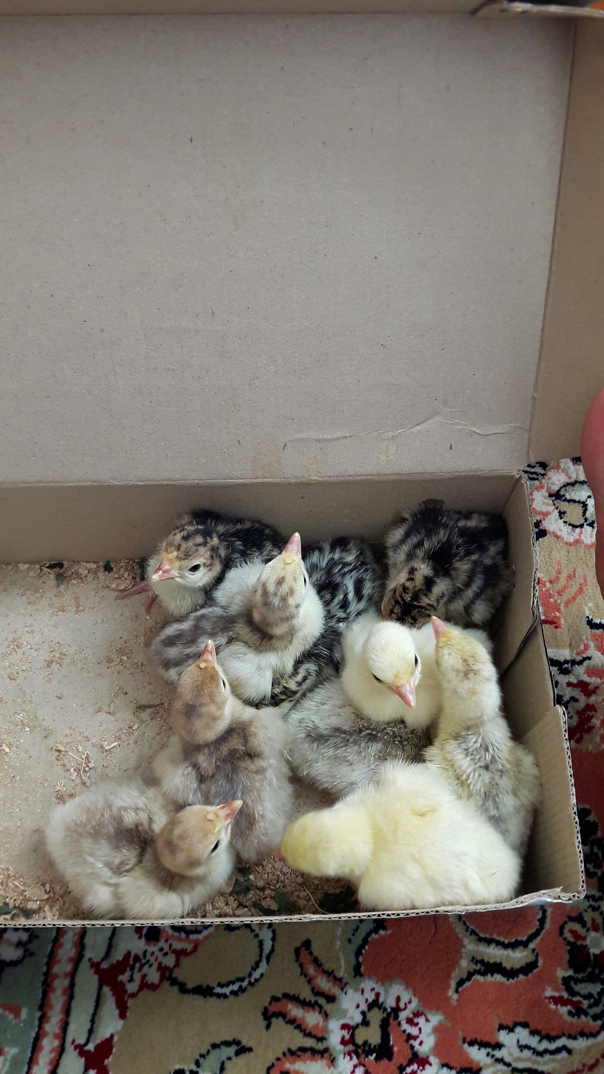 BV380 Chicks Starter Pack