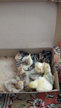 An image showing a box filled with newly hatched chicks, ready for delivery.