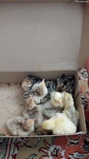 Group of small chicks huddled together inside a wooden crate