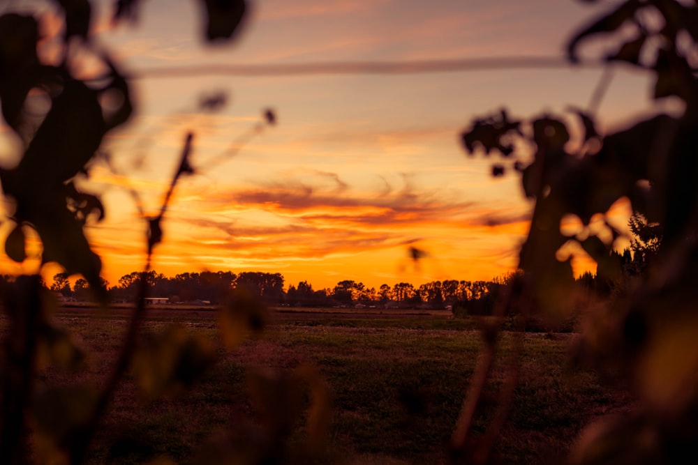 silhouette photo of plant and trees at golden hour