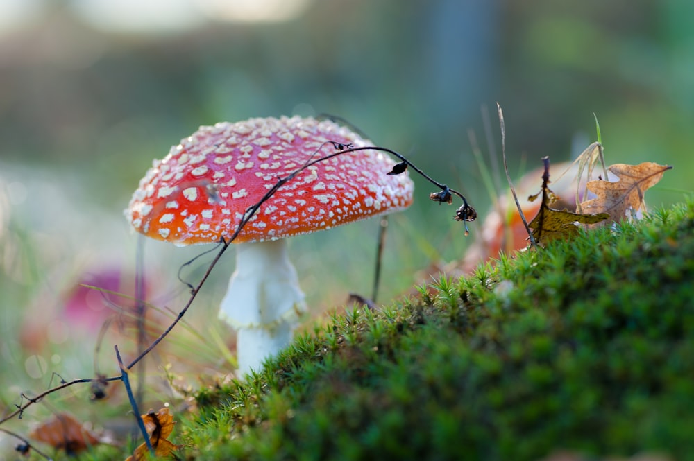 red and white mushroom on green grass ground