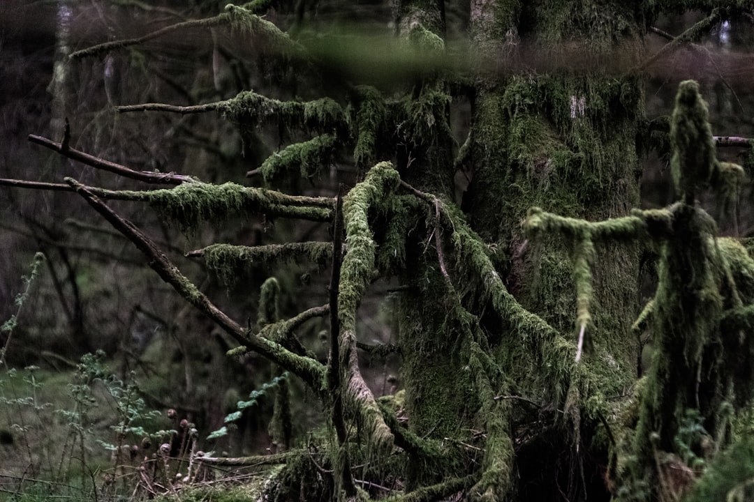 tree covered with moss during daytime