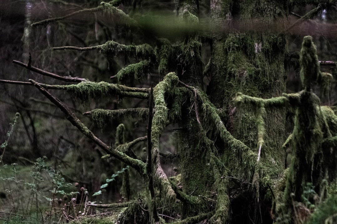 Forest photo spot Snowdonia National Park Wales