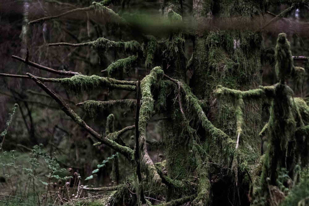 tree covered with moss during daytime
