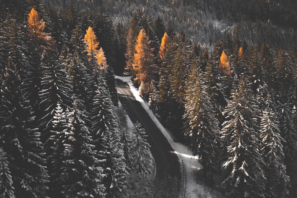 green pine trees near gray concrete road