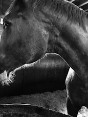 An image of a horse with a veterinarian.