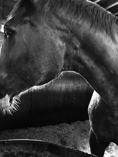 The image features a close-up of a horse's head and neck in black and white. The texture of the horse's coat and mane is detailed, with visible strands of hair. The setting appears to be a stable, as suggested by the background elements like wooden beams and bedding material on the ground.
